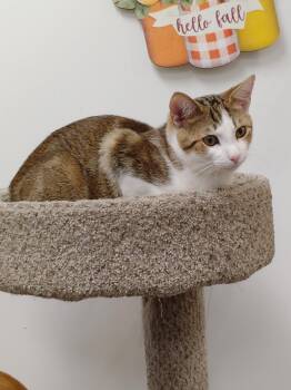 Petey -  Tabby Cat for Adoption in York, South Carolina - Petey | PetCurious