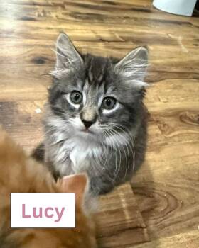 Lucy Darling -  Domestic Medium Hair Cat for Adoption in Currie, North Carolina - Lucy Darling | PetCurious