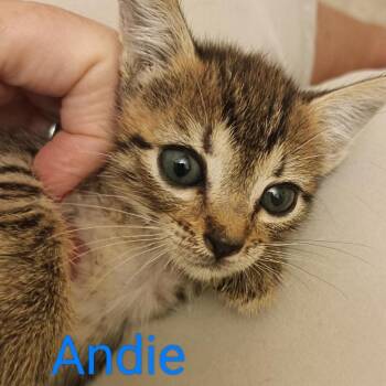 Andie -  Domestic Short Hair Cat for Adoption in Fort Lauderdale, Florida - Andie | PetCurious