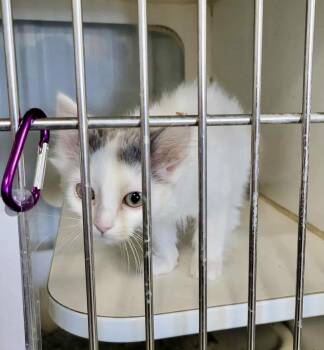 Domestic Short Hair Cats Available for Adoption - Vesta | PetCurious