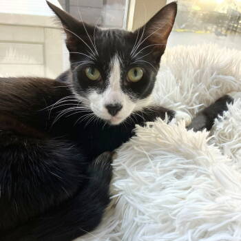 Rescue Domestic Short Hair Cats for Adoption - Silence | PetCurious