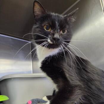 Jazzy -  Domestic Short Hair Cat for Adoption in Spokane, Washington - Jazzy | PetCurious