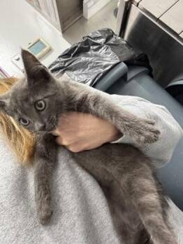 938-26 -  Domestic Short Hair Cat for Adoption in Cumming, Georgia - 938-26 | PetCurious