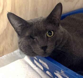 Prince (Mikhail) -  Russian Blue Cat for Adoption in Villa Park, California - Prince (Mikhail) | PetCurious