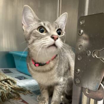 Rescue American Shorthair Cats for Adoption in Galveston, Texas - Eleanor | PetCurious