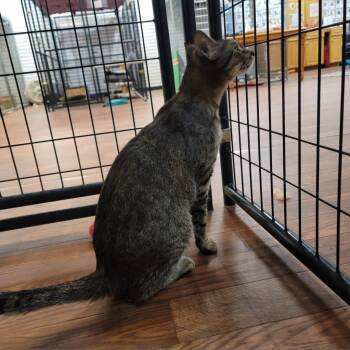 Domestic Short Hair Cats Available for Adoption - Wall-E | PetCurious