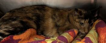 Rescue Domestic Short Hair Cats for Adoption in Sheboygan, Wisconsin - Soda | PetCurious