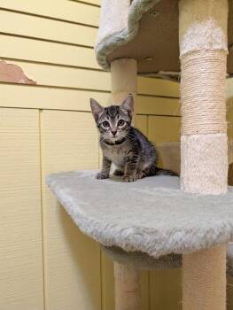 Domestic Short Hair Cats Available for Adoption in Rutherfordton, North Carolina - Sandy | PetCurious