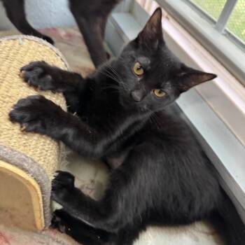 Domestic Short Hair Cats Available for Adoption - Regina | PetCurious