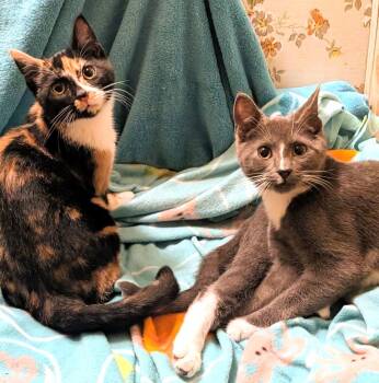 Sebastion and Suzanne Sweeties -  Tortoiseshell Cat for Adoption in Newport, Washington - Sebastion And Suzanne Sweeties | PetCurious