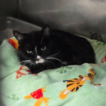 Jasper -  Domestic Short Hair Cat for Adoption in San Jacinto, California - Jasper | PetCurious