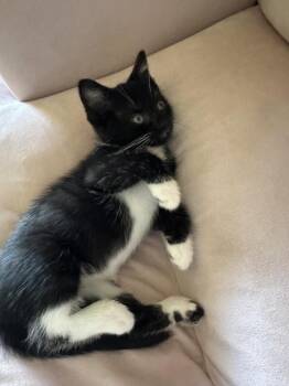 Mittens(Bonded to Sister) -  Domestic Short Hair Cat for Adoption in Wheaton, Illinois - Mittens(Bonded To Sister) | PetCurious