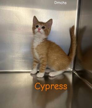 Cypress -  Domestic Short Hair Cat Available for Adoption in Burlington, Iowa - Cypress | PetCurious