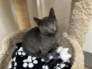 Rescue Domestic Short Hair Cats for Adoption in Mckinleyville, California - CLOUDY | PetCurious