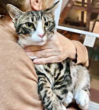 Oliver (FCID# 05/19/2026 - 139) Willow Grove -  Domestic Short Hair Cat for Adoption in Greenville, Delaware - Oliver (FCID# 05/19/2026 - 139) Willow Grove | PetCurious
