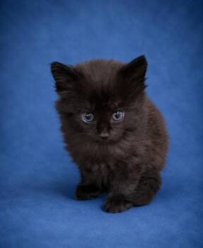 Mia -  Abyssinian Cat for Adoption in Heber Springs, Arkansas - Mia | PetCurious