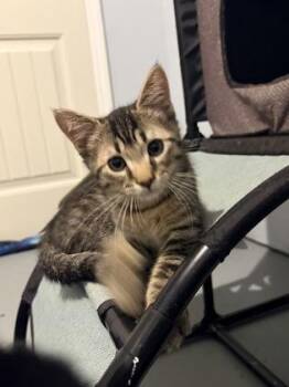 Clove $75 fostered -  Domestic Short Hair Cat for Adoption in Seneca, South Carolina - Clove $75 Fostered | PetCurious