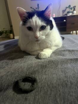 FERN #1737 - Offered by Owner - Sweet Senior -  Domestic Short Hair Cat for Adoption in Hillsboro, Oregon - FERN #1737 - Offered By Owner - Sweet Senior | PetCurious