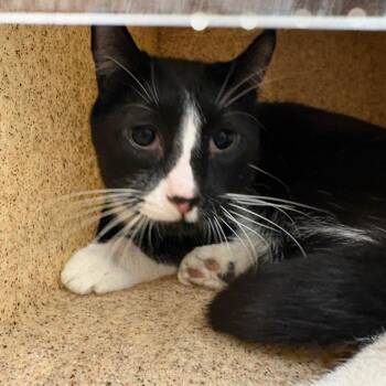 Shad -  Domestic Medium Hair Cat for Adoption in Reno, Nevada - Shad | PetCurious
