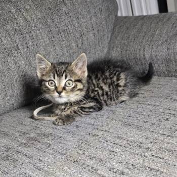 Turbo -  Domestic Short Hair and Tabby Cat for Adoption in Mastic, New York - Turbo | PetCurious