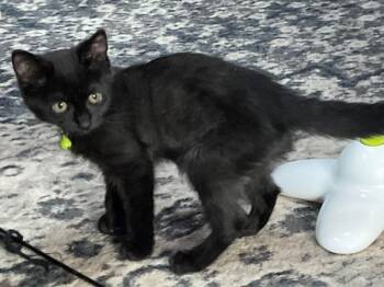 Rescue Domestic Medium Hair Cats for Adoption in Kingston, New York - Little Tiny | PetCurious