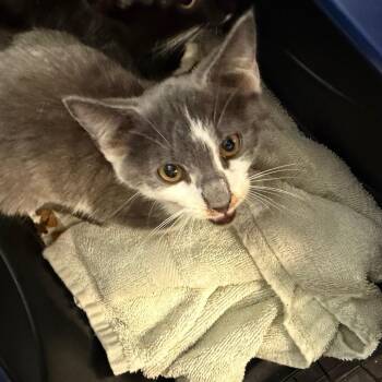 Whiskey -  Domestic Short Hair Cat for Adoption in Morganton, North Carolina - Whiskey | PetCurious