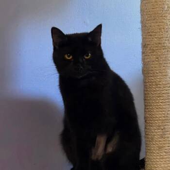 Chrissy -  Domestic Short Hair Cat Available for Adoption - Chrissy | PetCurious