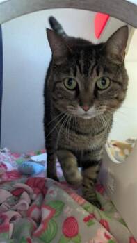 Domestic Short Hair Cats Available for Adoption in Leesburg, Virginia - CLIO | PetCurious