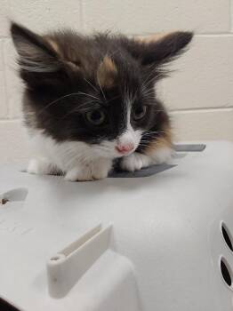 2026-07-023  *Princess Marie* -  Domestic Medium Hair Cat for Adoption in Winder, Georgia - 2026-07-023  *Princess Marie* | PetCurious