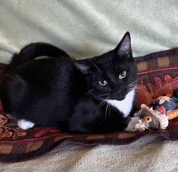 Rescue Domestic Short Hair Cats for Adoption - Wren | PetCurious