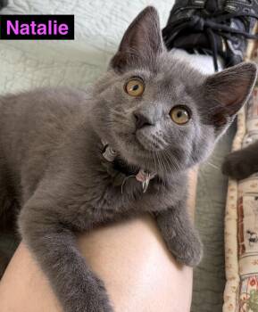 Natalie -  Russian Blue and Domestic Short Hair Cat for Adoption in Washington Township, New Jersey - Natalie | PetCurious