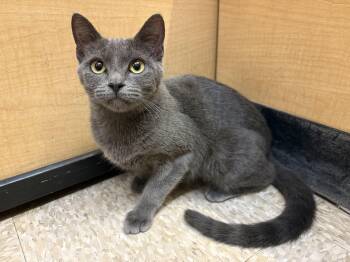 Sandberg -  Domestic Short Hair Cat for Adoption in Albuquerque, New Mexico - Sandberg | PetCurious