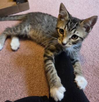 Cole -  Tabby Cat Available for Adoption in Hood River, Oregon - Cole | PetCurious