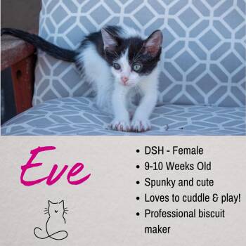 Eve -  Domestic Short Hair Cat for Adoption in Junction City, Kansas - Eve | PetCurious