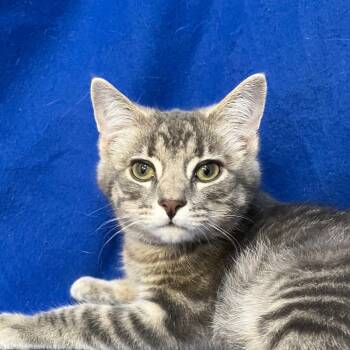 Woody Swan -  Domestic Short Hair Cat for Adoption in Merrifield, Virginia - Woody Swan | PetCurious