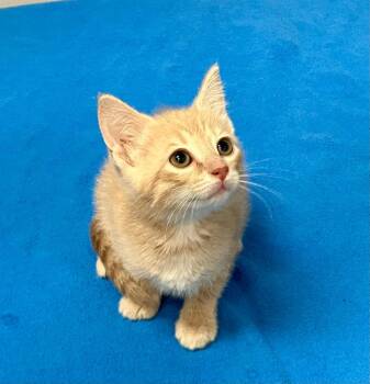 Blondie -  Domestic Short Hair Cat for Adoption in Gastonia, North Carolina - Blondie | PetCurious