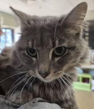 Rescue Domestic Long Hair Cats for Adoption in Decatur, Illinois - BRIAN | PetCurious