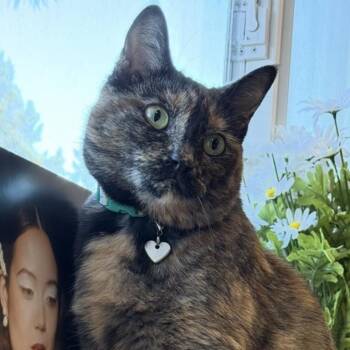 Burrito -  Torbie Cat for Adoption in Newport, Oregon - Burrito | PetCurious
