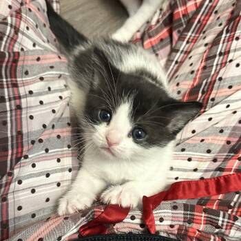 Nova -  Domestic Short Hair Cat for Adoption in Bismarck, North Dakota - Nova | PetCurious