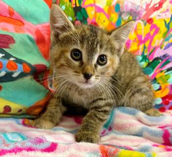 Rescue Domestic Short Hair Cats for Adoption in Effingham, Illinois - Zara | PetCurious
