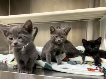 Domestic Short Hair Cats Available for Adoption in Tustin, California - CAPTAIN | PetCurious