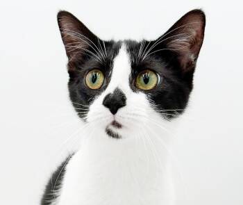 Tuxedo and Turkish Van Cats Available for Adoption in Bedford Hills, New York - Muffin Is Such A Mush!  Kitten Angel!  Loves Biscuit Her Sister! | PetCurious