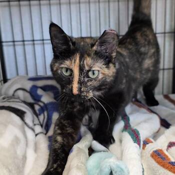 Harper -  Domestic Short Hair Cat for Adoption in Smithtown, New York - Harper | PetCurious