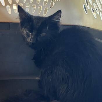 Talia FKA LKF 2 -  Domestic Medium Hair Cat for Adoption in Leander, Texas - Talia FKA LKF 2 | PetCurious