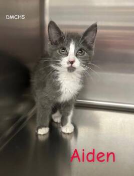 Aiden -  Domestic Short Hair Cat for Adoption in Burlington, Iowa - Aiden | PetCurious