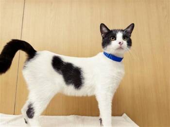 SYLVESTER -  Domestic Short Hair Cat Available for Adoption in Brentwood, Missouri - SYLVESTER | PetCurious
