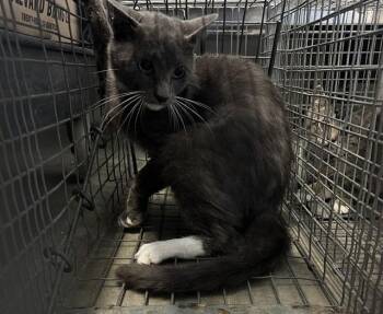BUDDY -  Domestic Short Hair Cat for Adoption in Olathe, Kansas - BUDDY | PetCurious