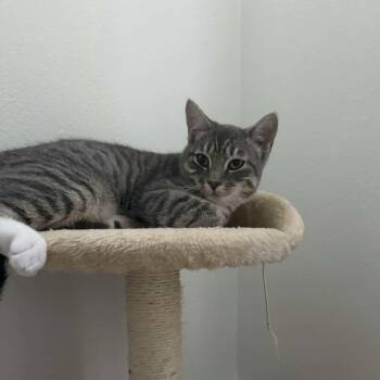 Hazel -  Domestic Short Hair Cat for Adoption in Gladstone, Oregon - Hazel | PetCurious