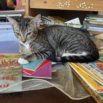 Rescue Domestic Short Hair Cats for Adoption in Long Beach, California - Val | PetCurious