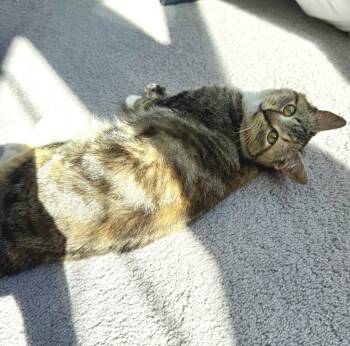 Domestic Short Hair Cats Available for Adoption in Youngsville, North Carolina - Ivy Jane26 | PetCurious